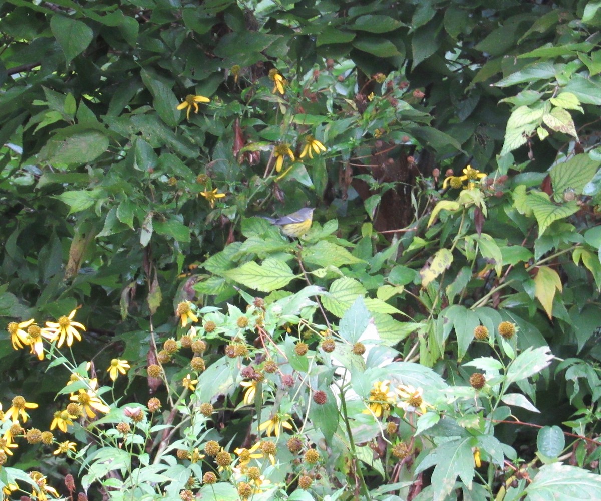 Magnolia Warbler - ML374940861