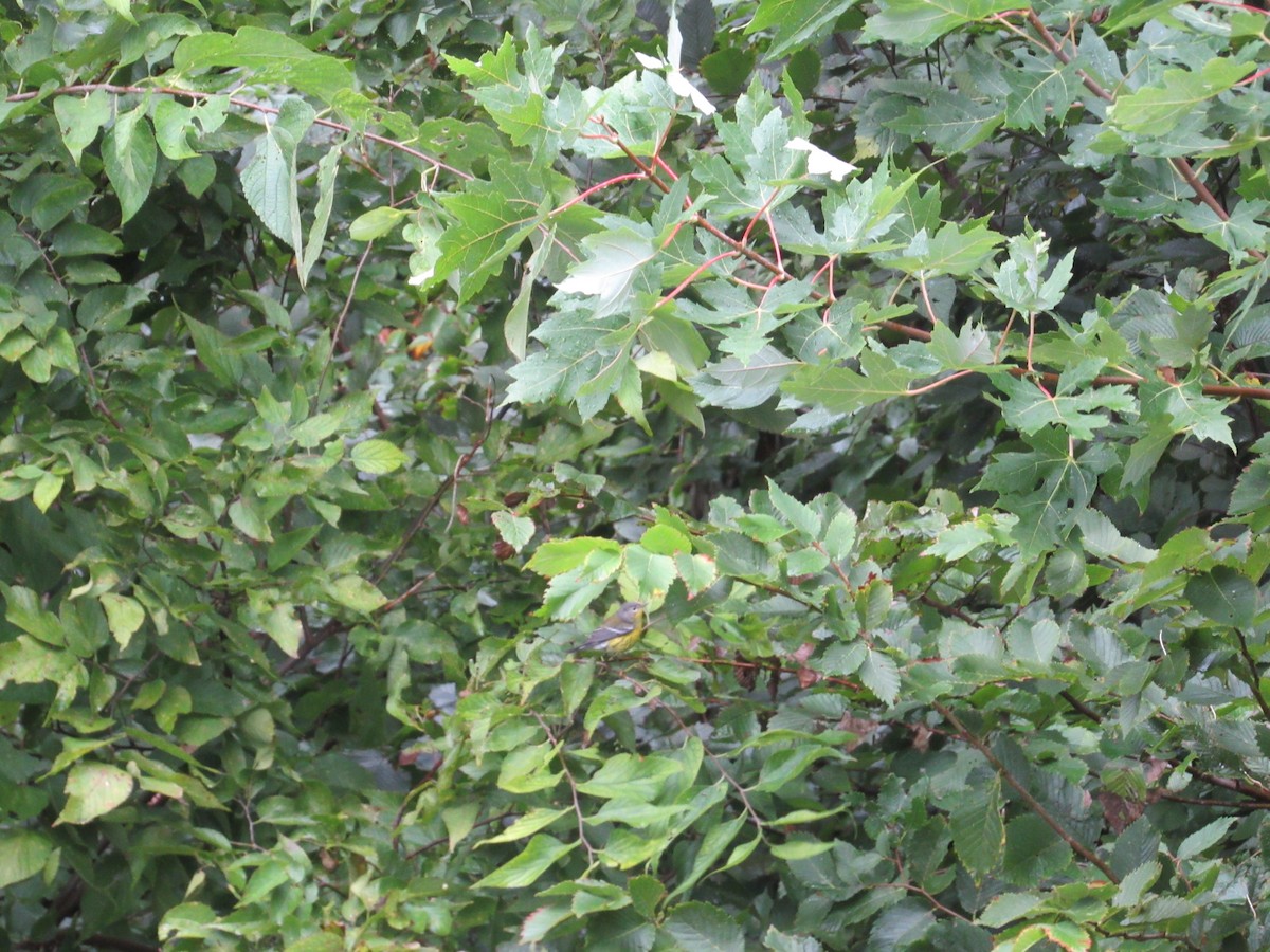 Magnolia Warbler - ML374940921