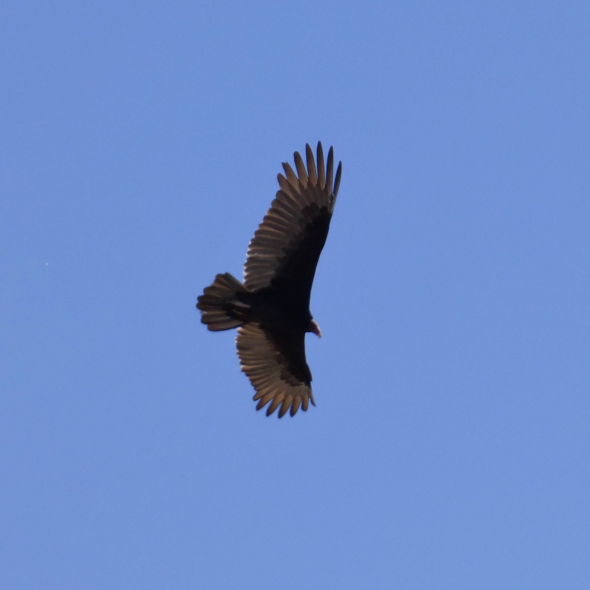 Turkey Vulture - William Moramarco