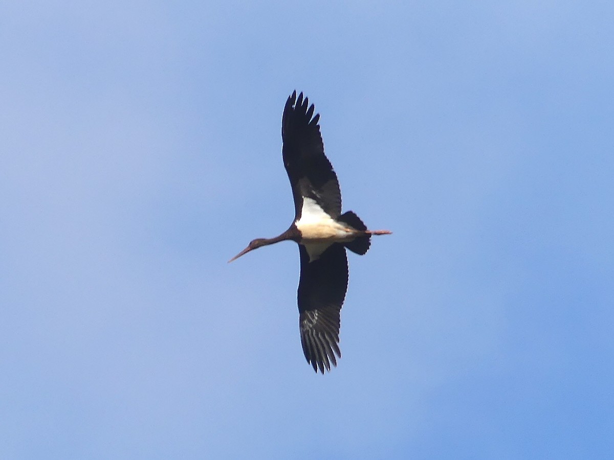 Black Stork - ML374945281
