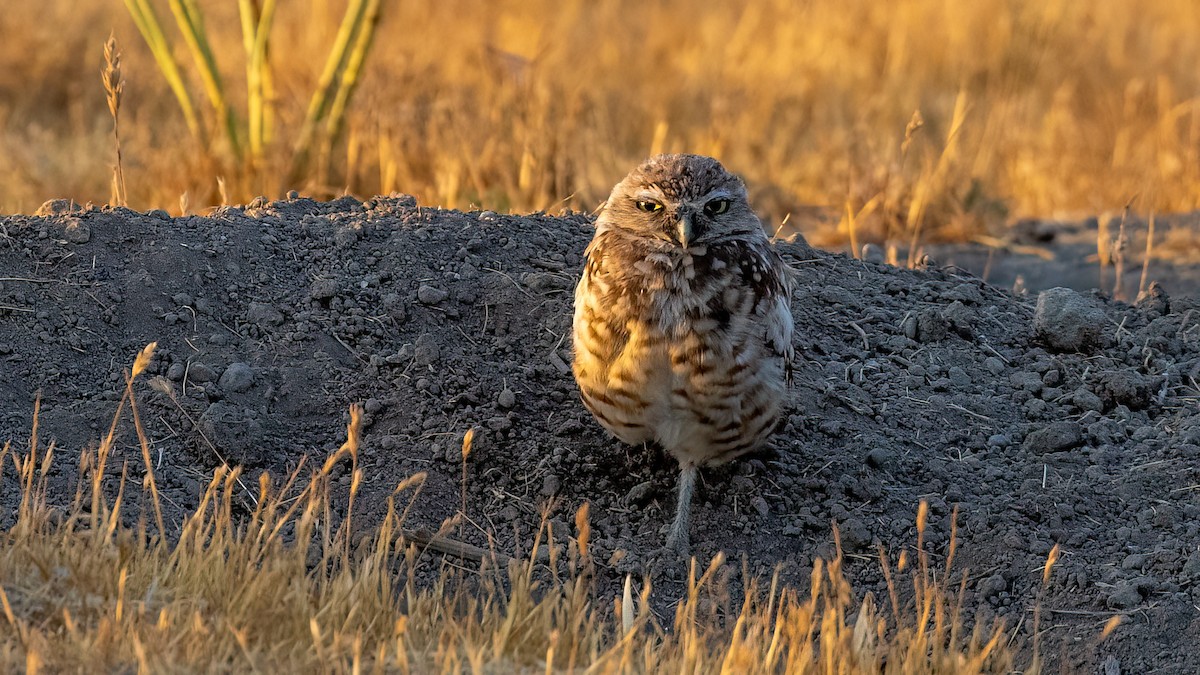 Burrowing Owl - Jim Gain