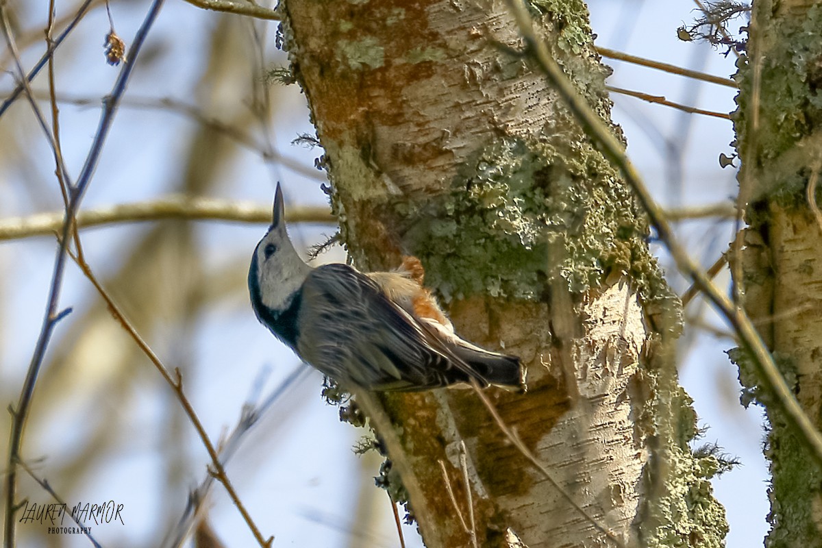White-breasted Nuthatch - ML374963121