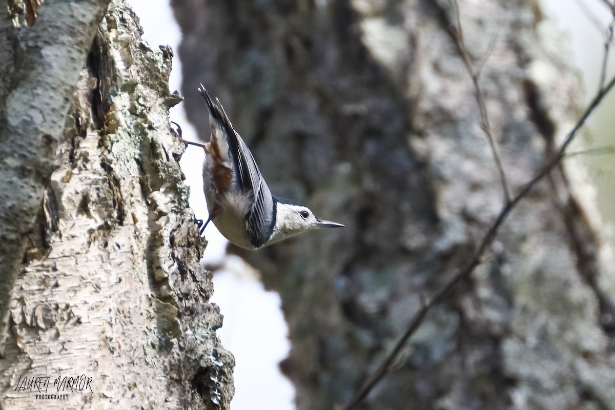White-breasted Nuthatch - ML374963201