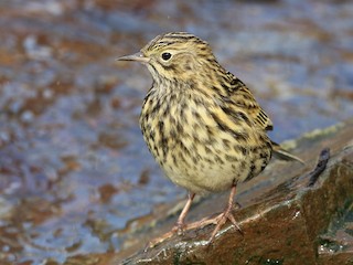  - South Georgia Pipit