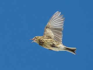  - South Georgia Pipit