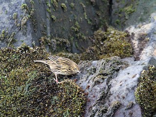  - South Georgia Pipit