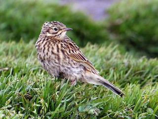  - South Georgia Pipit