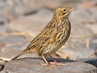 Cachirla Grande - eBird