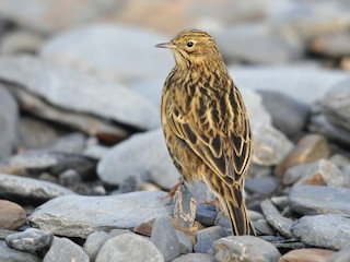  - South Georgia Pipit