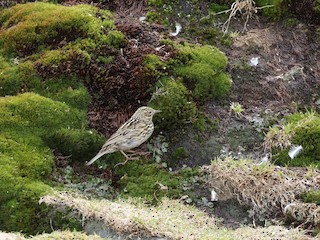  - South Georgia Pipit