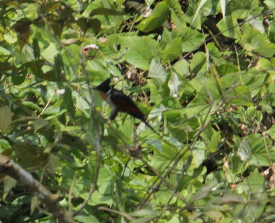 Chestnut-winged Cuckoo - ML37496801