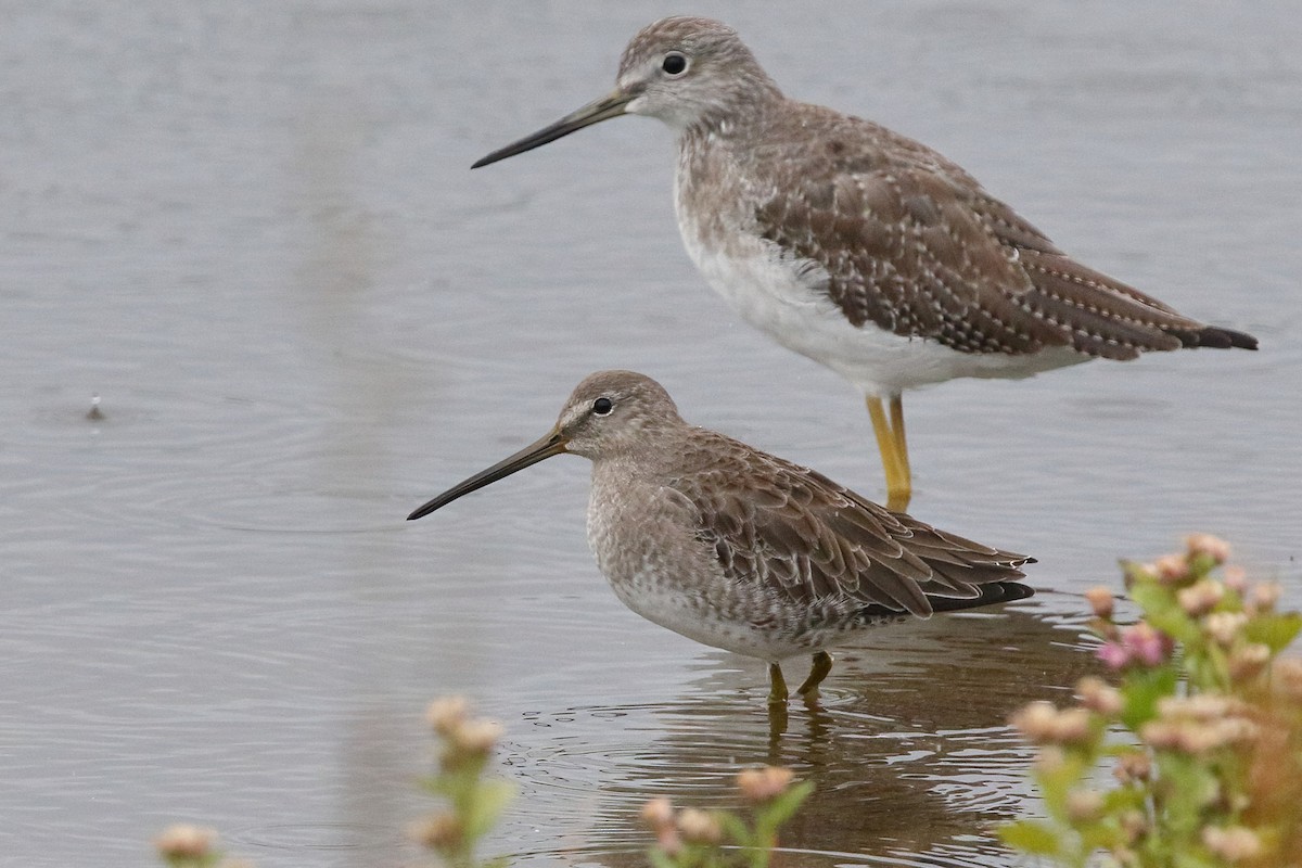 Long-billed Dowitcher - ML374968811