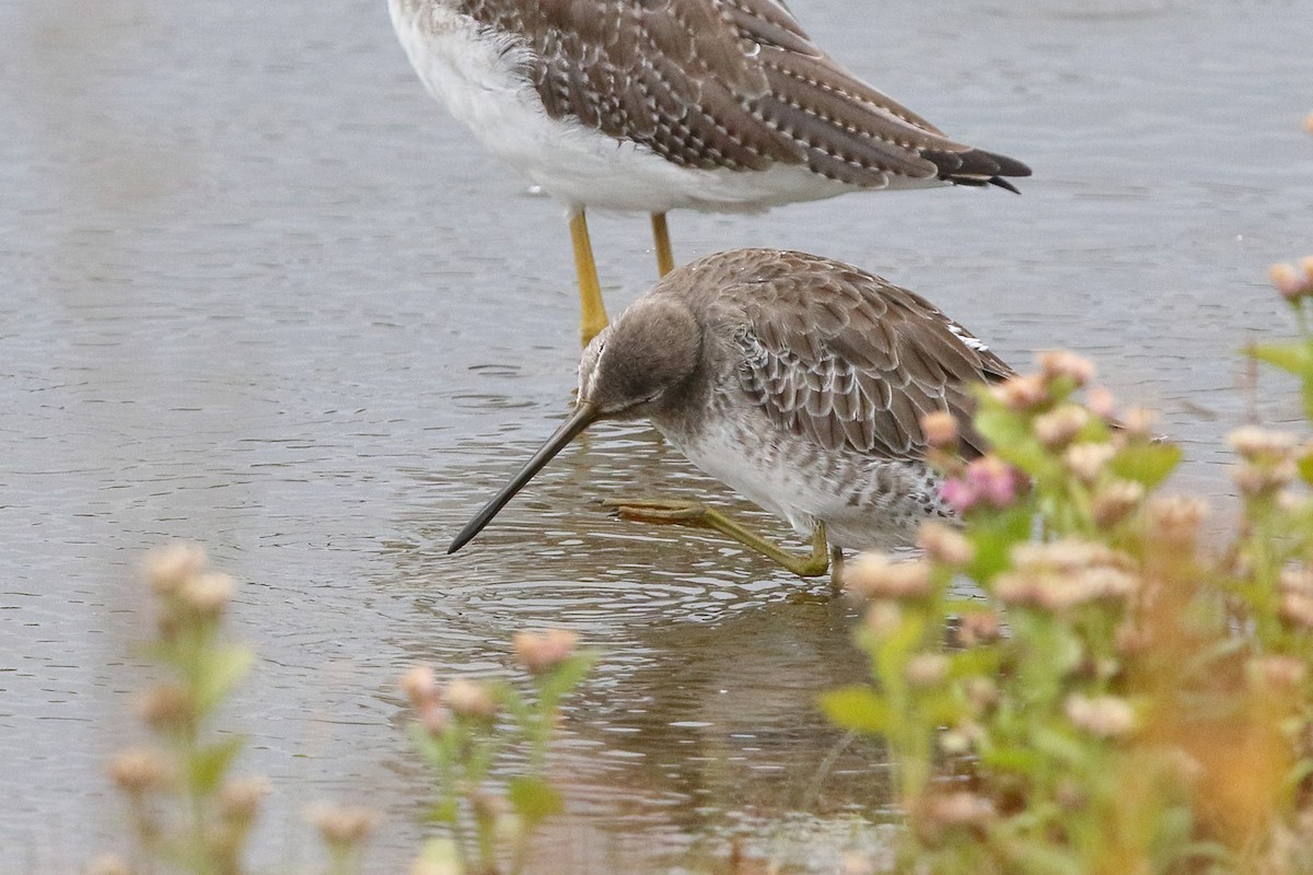 Long-billed Dowitcher - ML374968821
