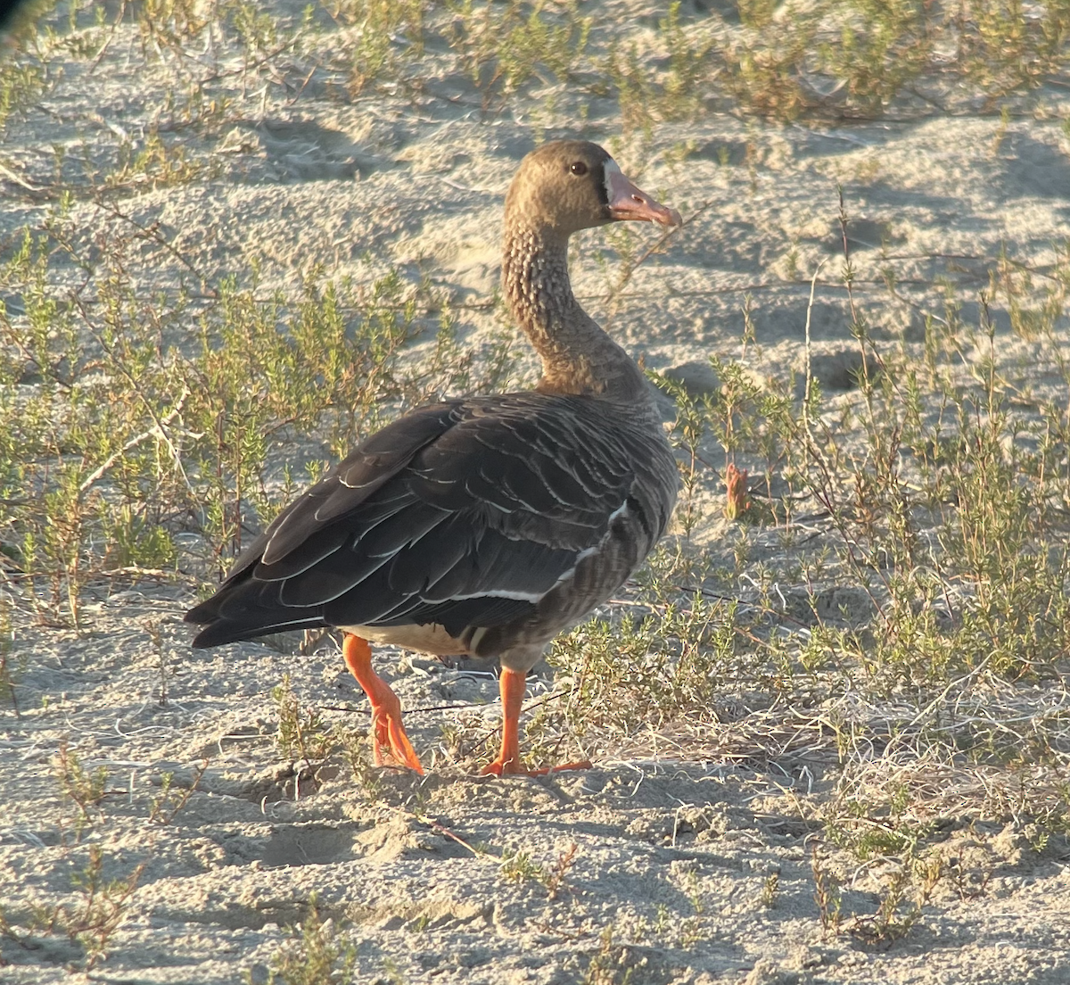 Greater White-fronted Goose - ML374972951