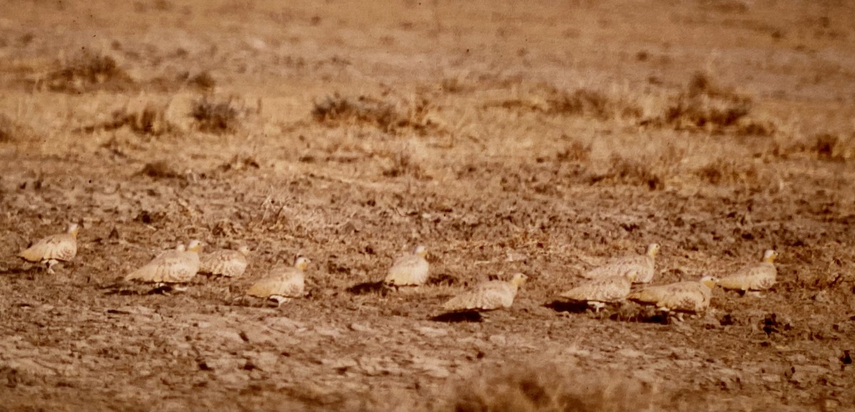 Spotted Sandgrouse - Hidde Bult