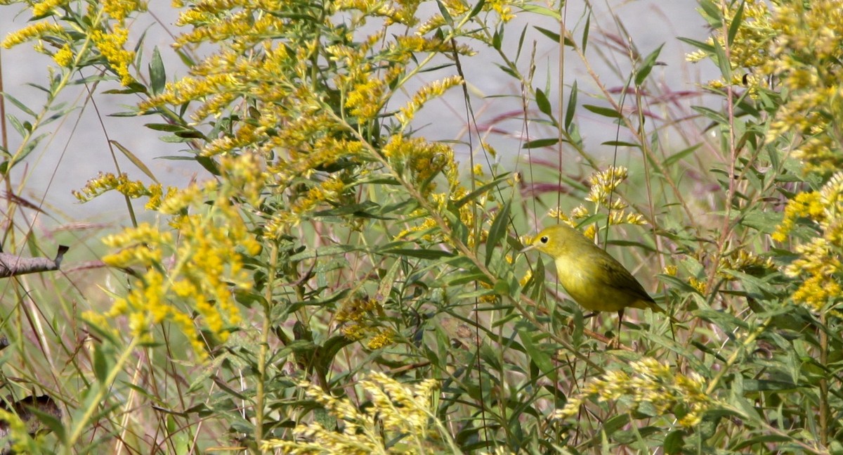 Yellow Warbler - Vickie Baily
