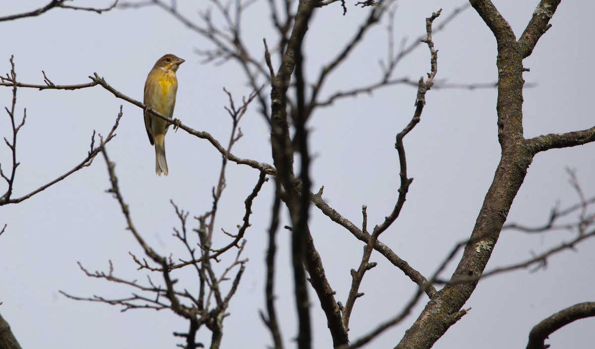Dickcissel - Vickie Baily