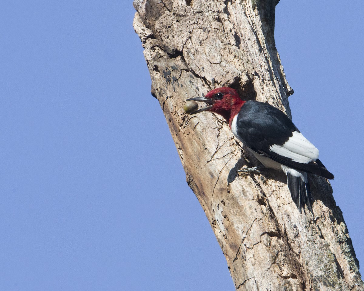 Red-headed Woodpecker - ML374981321