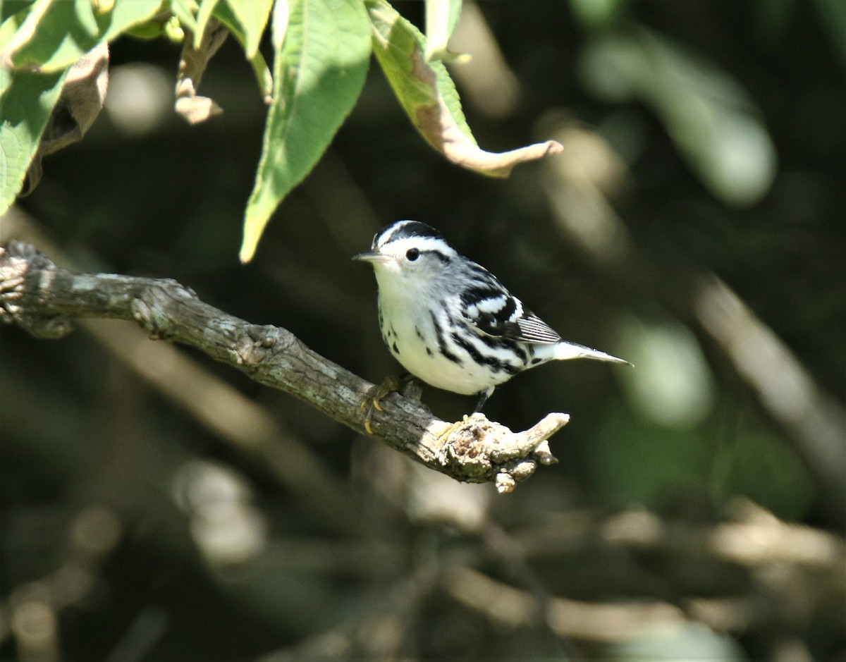 Black-and-white Warbler - Josue  de León Lux (Birding Guide) josuedeleonlux@gmail.com +502 3068 8988