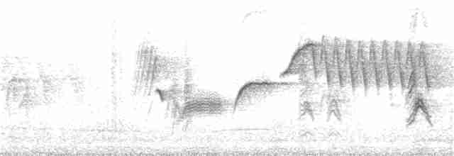 Bewick Çıtkuşu [mexicanus grubu] - ML374986001