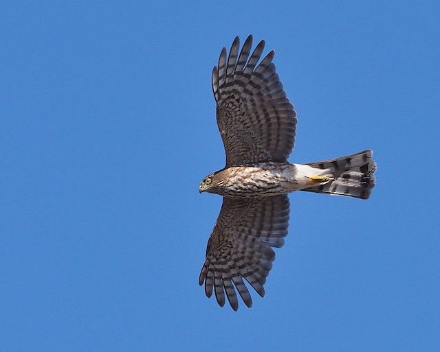 Sharp-shinned Hawk (Northern)