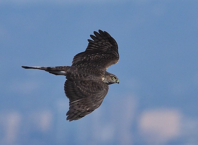 Sharp-shinned Hawk (Northern)