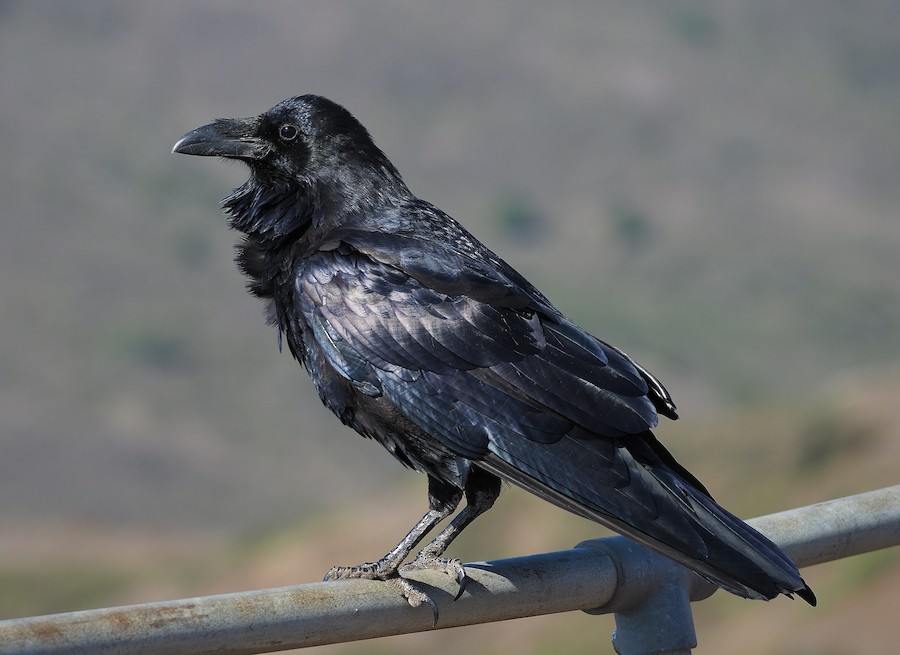 Common Raven
