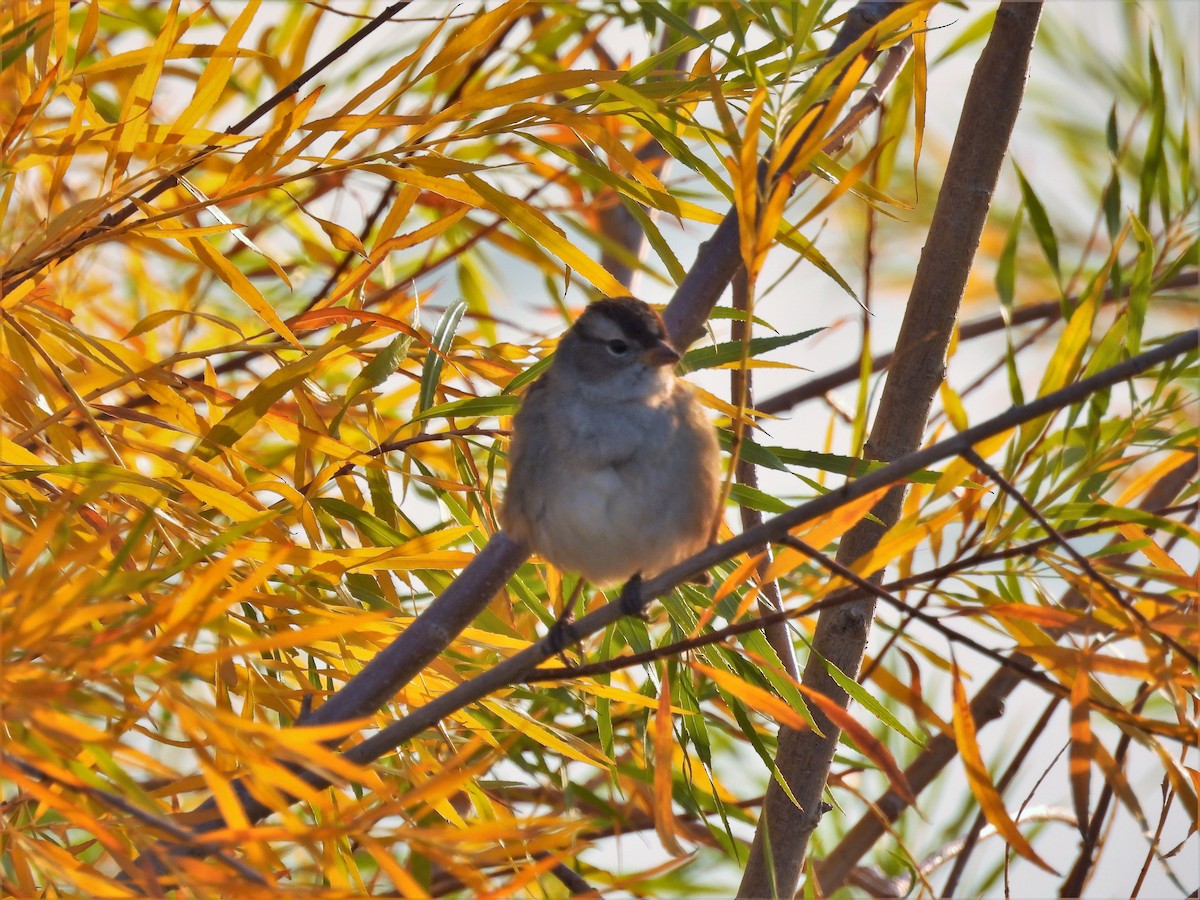 White-crowned Sparrow - ML374988211