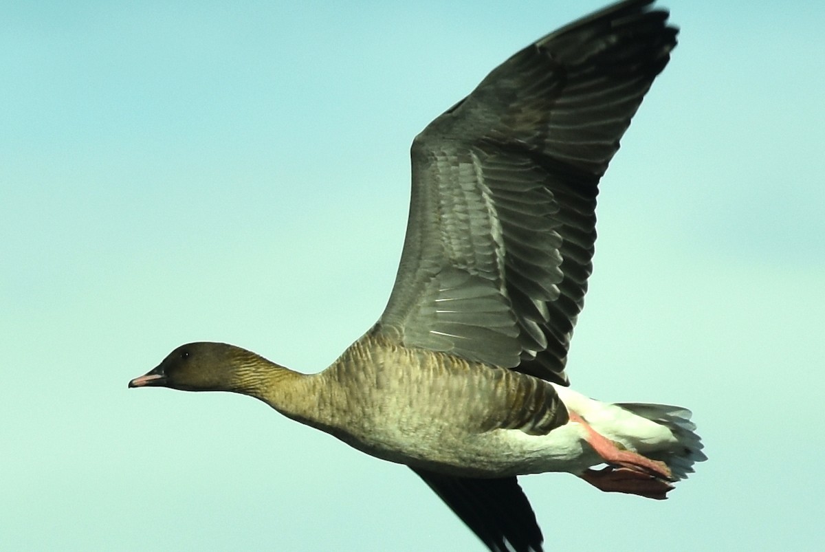 Pink-footed Goose - ML374996341