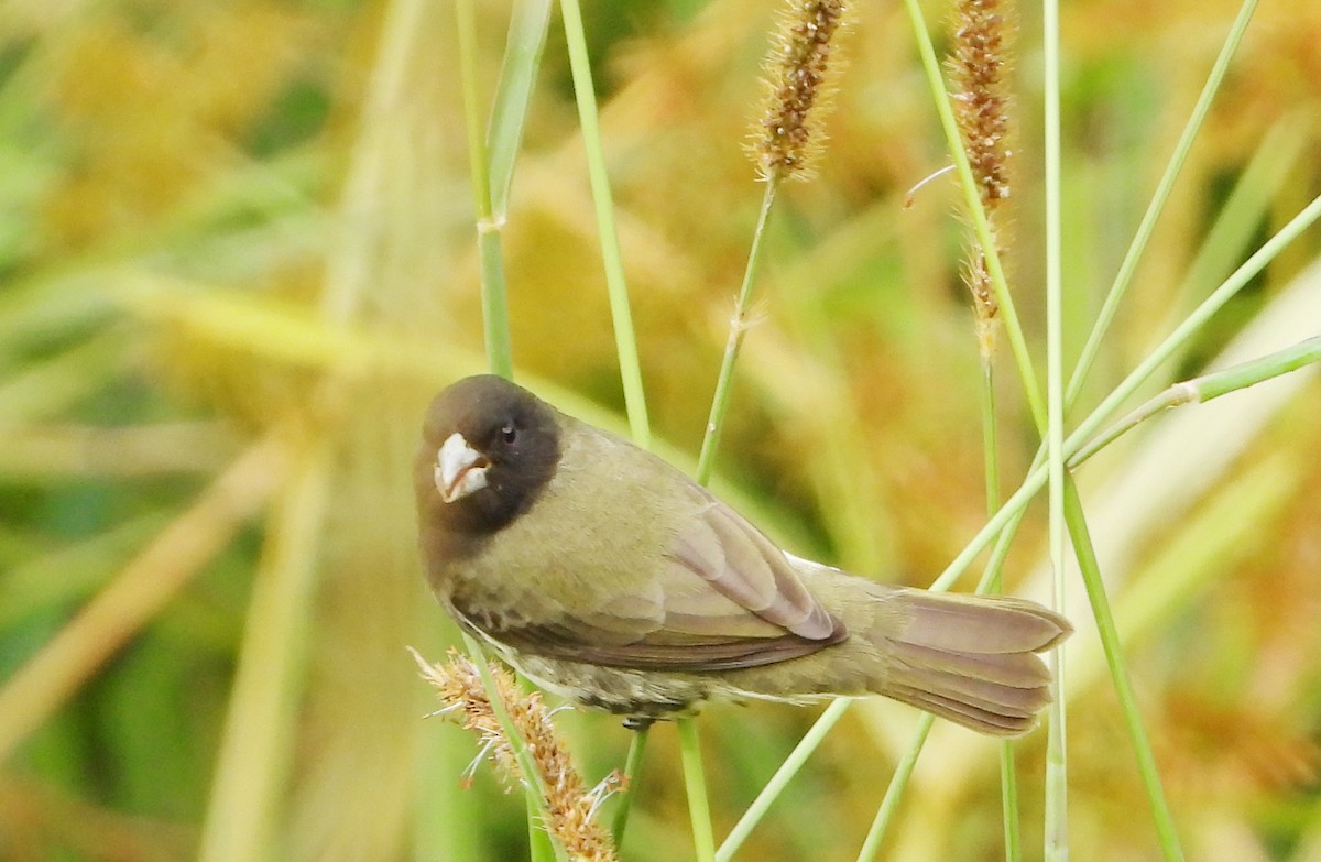 Yellow-bellied Seedeater - ML375001061