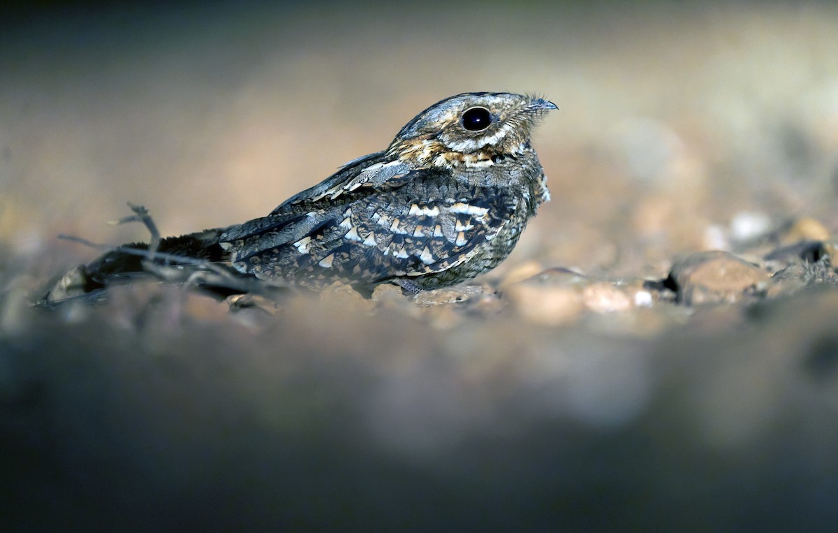 Red-necked Nightjar - Daniel López-Velasco | Ornis Birding Expeditions