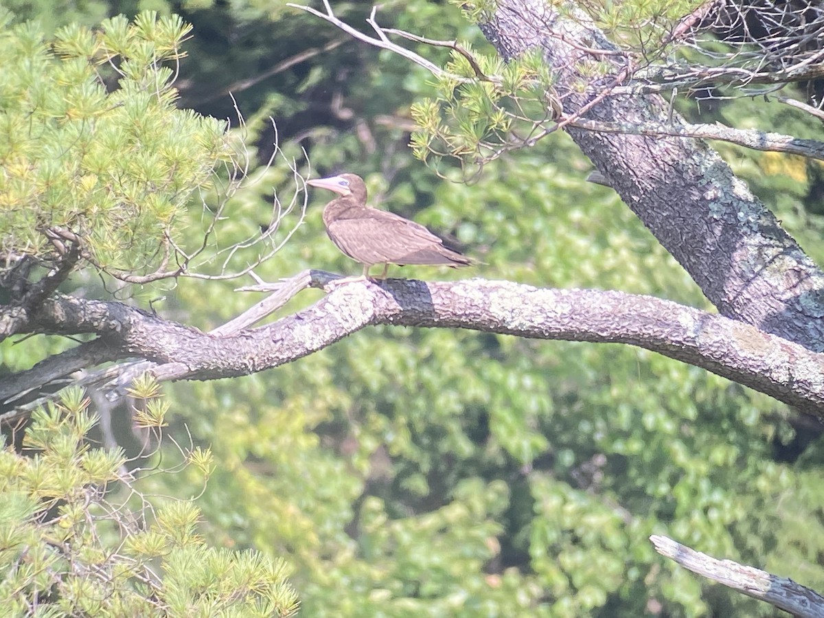 Brown Booby - ML375004311