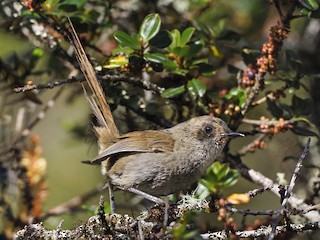  - Ayacucho Thistletail