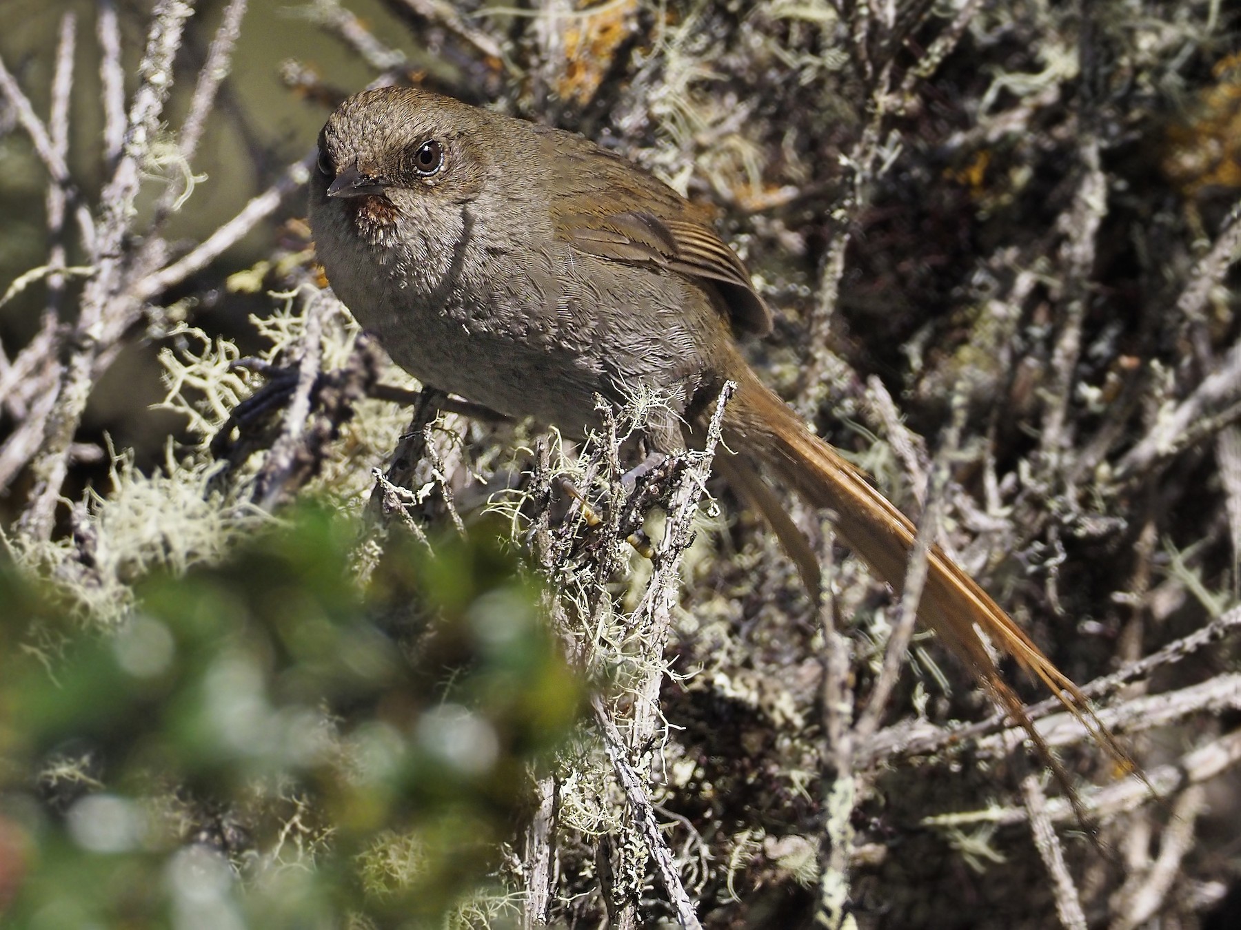 Ayacucho Thistletail - Andrew Spencer