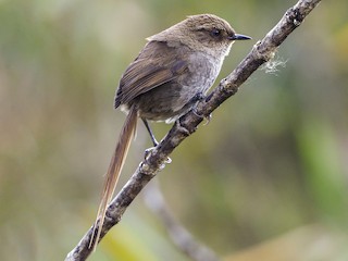  - Vilcabamba Thistletail