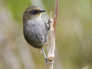  - Vilcabamba Thistletail