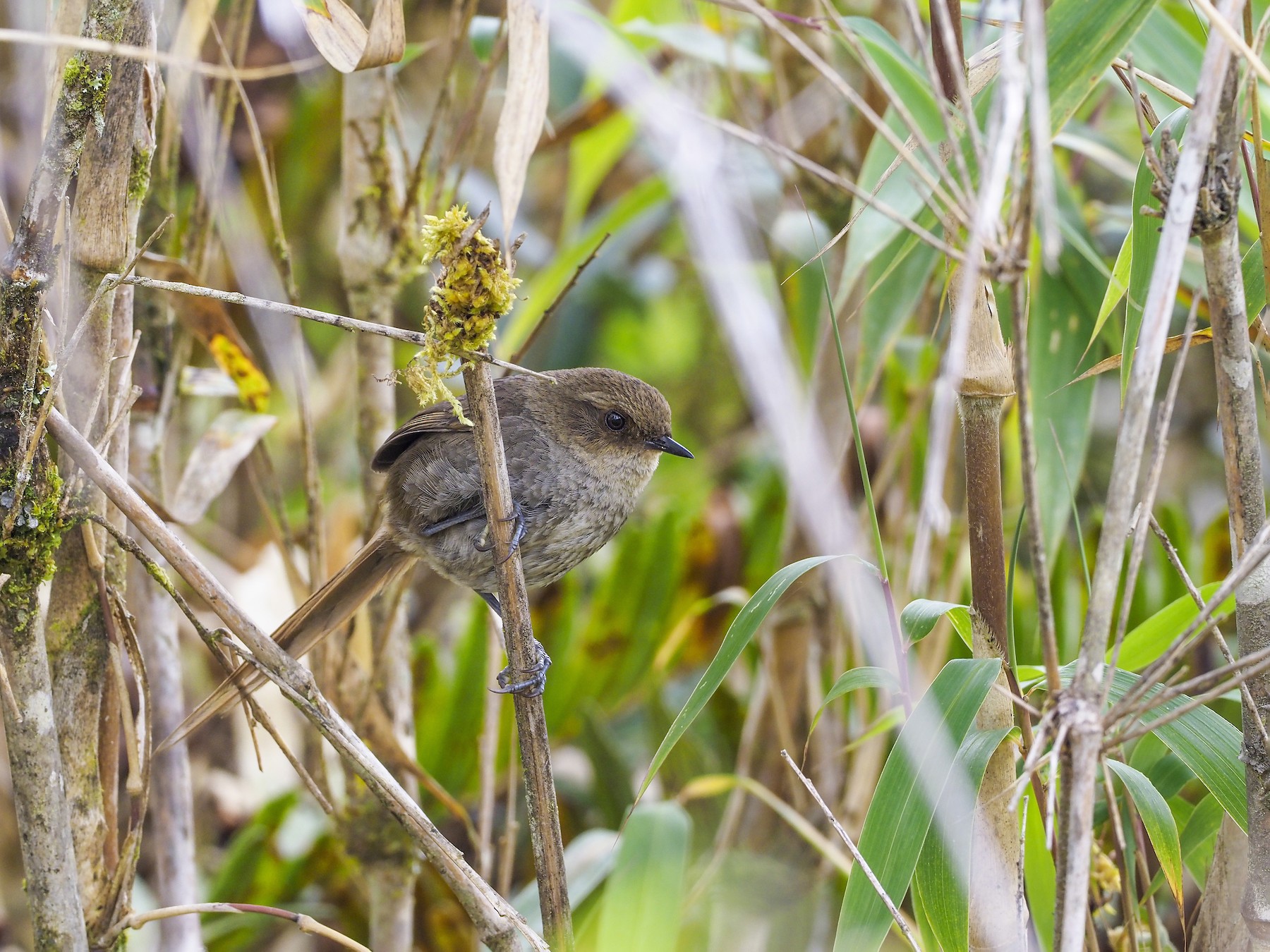 Vilcabamba Thistletail - eBird