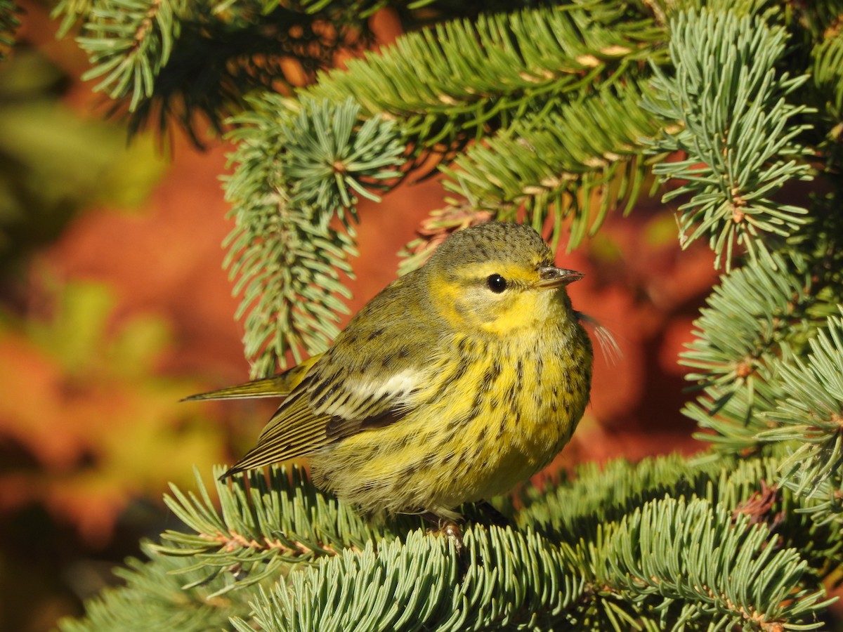 Cape May Warbler - ML37501351