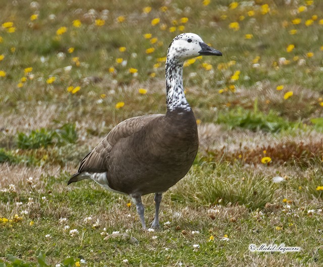 Canada goose outlet hybrid bird