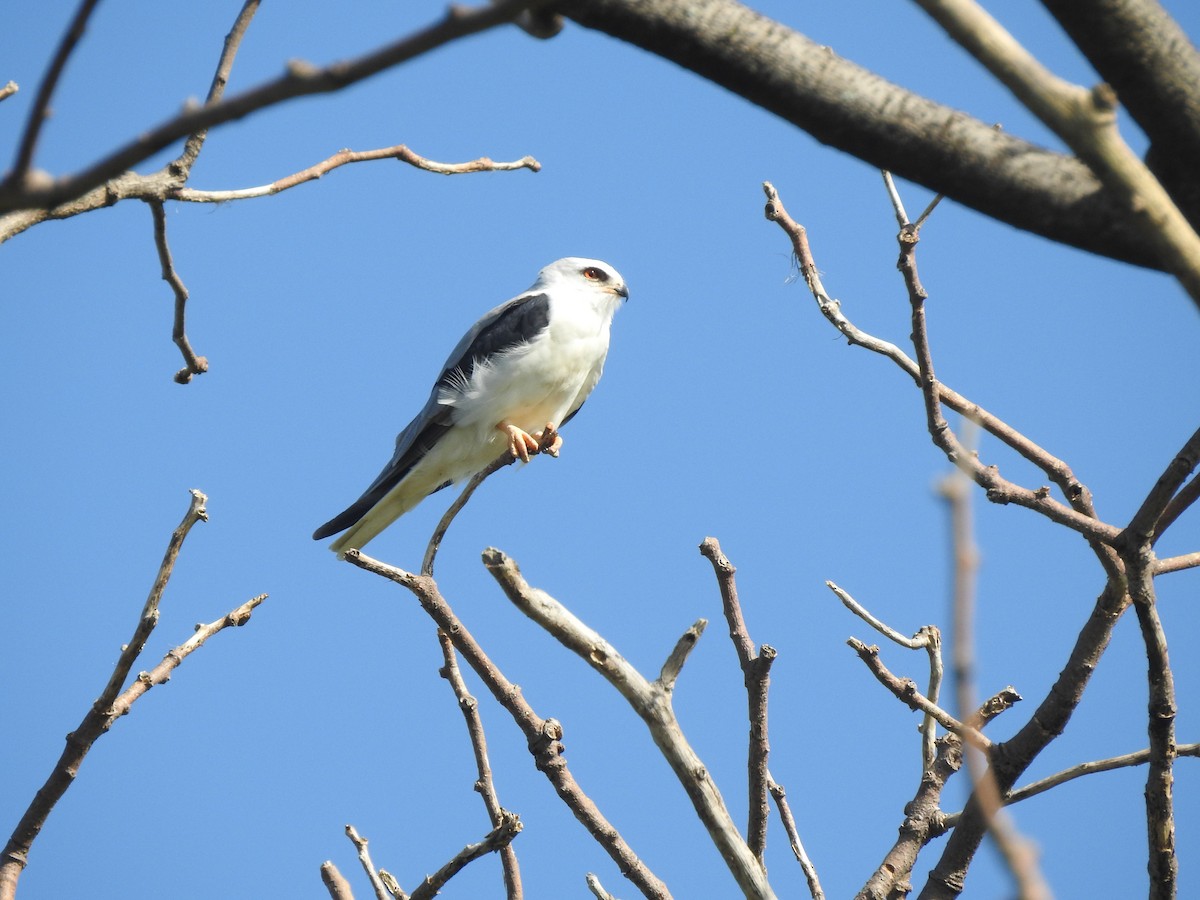 White-tailed Kite - ML375022571
