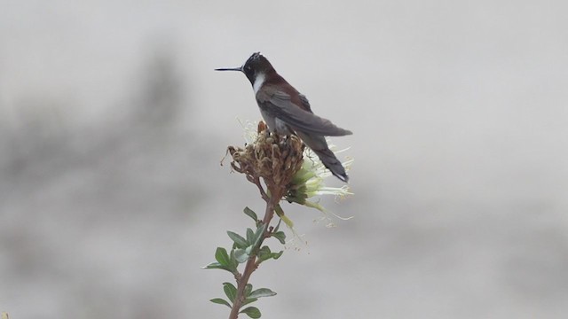 kolibřík výšinový (ssp. albolimbata) - ML375023541