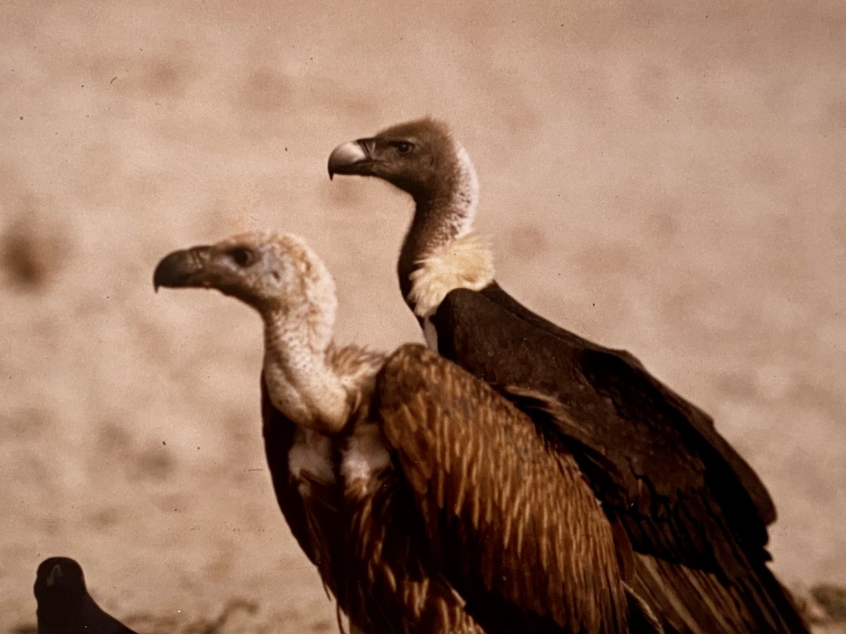 Indian Vulture - Hidde Bult