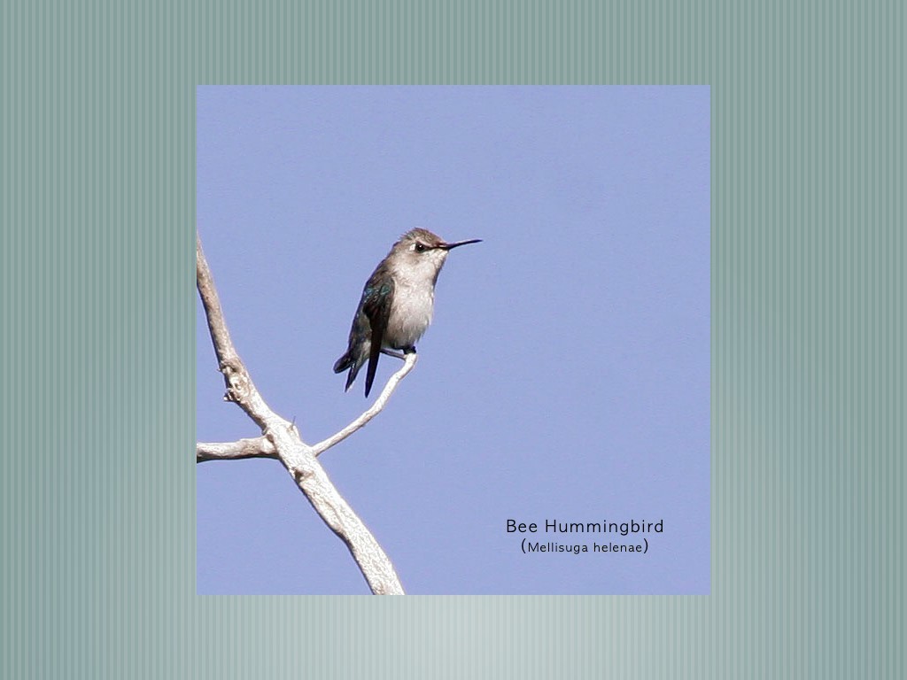 Bee Hummingbird - ML375026601