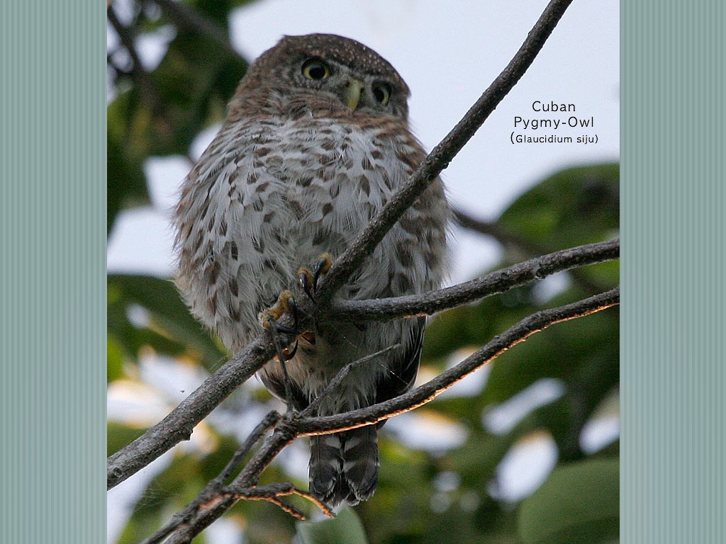 Cuban Pygmy-Owl - ML375026681