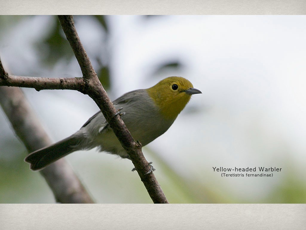 Yellow-headed Warbler - ML375026761