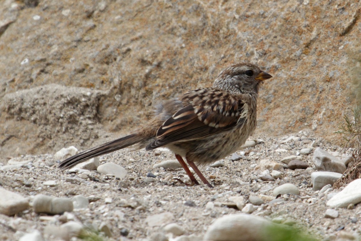 White-crowned Sparrow (nuttalli) - Jamie Chavez