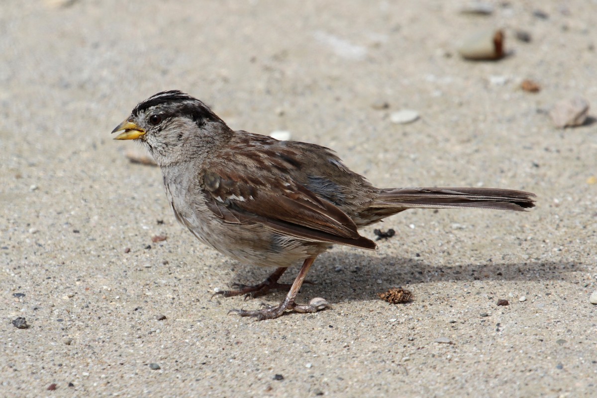White-crowned Sparrow (nuttalli) - ML37503401