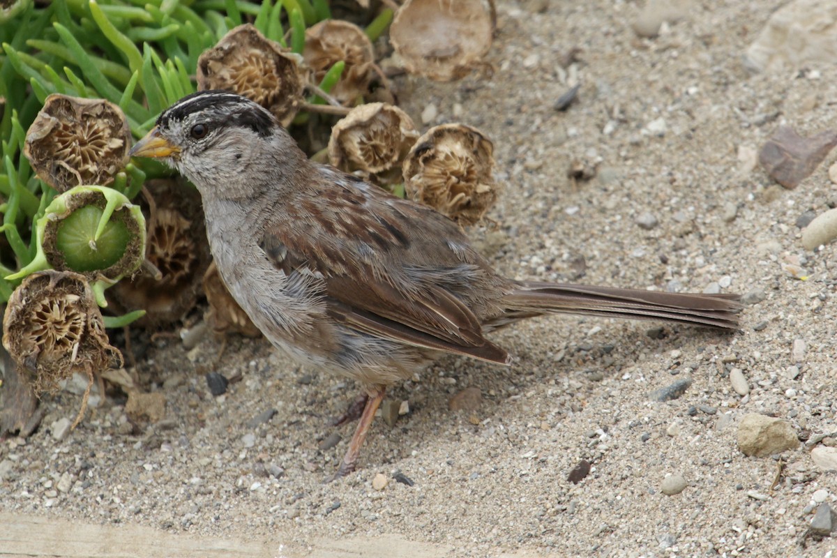 White-crowned Sparrow (nuttalli) - ML37503411