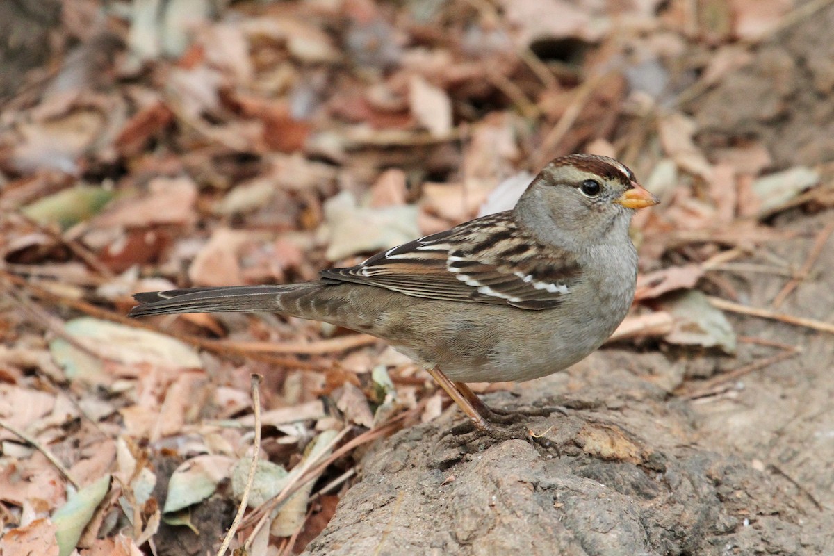 White-crowned Sparrow (Gambel's) - Jamie Chavez