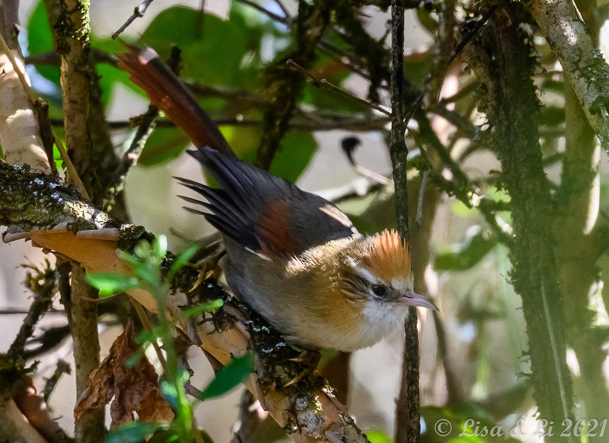 Creamy-crested Spinetail - ML375037421